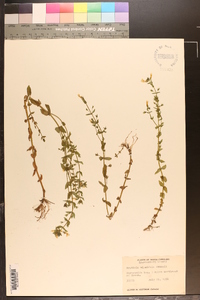 Gratiola viscidula image