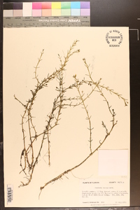 Gratiola ramosa image