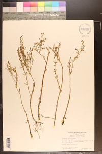 Gratiola ramosa image