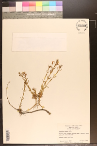 Gratiola ramosa image