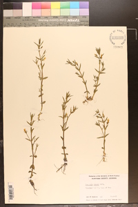 Gratiola ramosa image