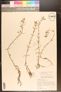 Gratiola ramosa image