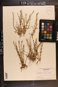 Gratiola ramosa image