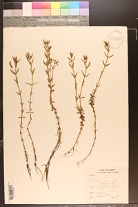 Gratiola ramosa image