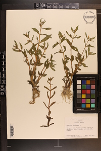 Gratiola virginiana image