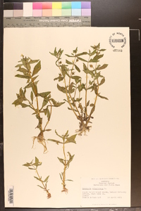 Gratiola virginiana image