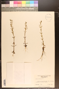 Gratiola ramosa image