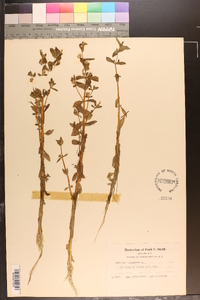 Gratiola virginiana image