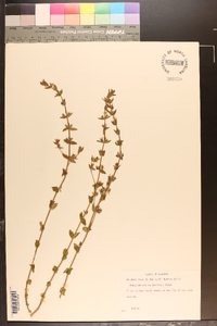 Sophronanthe pilosa image