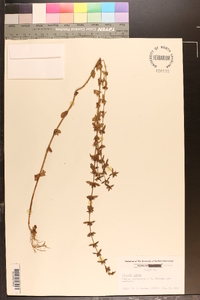 Sophronanthe pilosa image