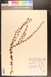 Sophronanthe pilosa image