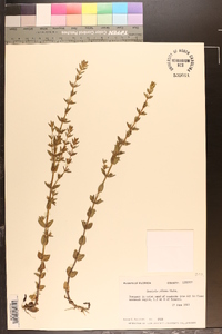 Sophronanthe pilosa image