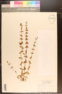 Sophronanthe pilosa image