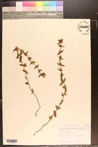 Sophronanthe pilosa image