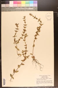Sophronanthe pilosa image
