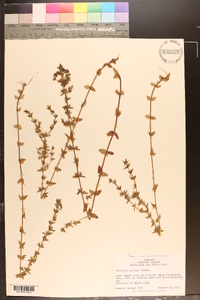 Sophronanthe pilosa image