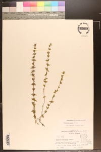 Sophronanthe pilosa image