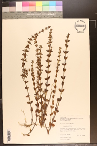 Sophronanthe pilosa image