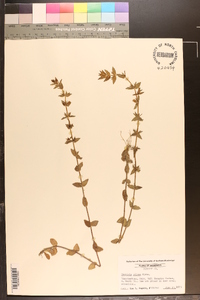 Sophronanthe pilosa image