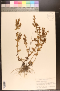 Sophronanthe pilosa image