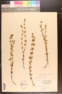 Sophronanthe pilosa image