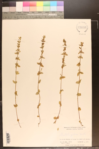 Sophronanthe pilosa image