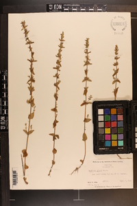 Sophronanthe pilosa image