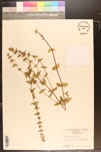 Sophronanthe pilosa image