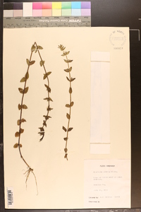 Sophronanthe pilosa image