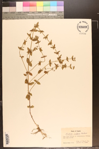 Sophronanthe pilosa image