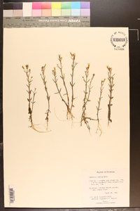 Gratiola ramosa image