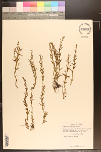 Gratiola ramosa image