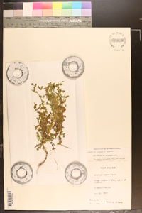 Gratiola viscidula image