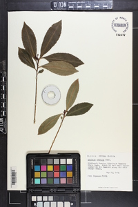 Ardisia crenata image