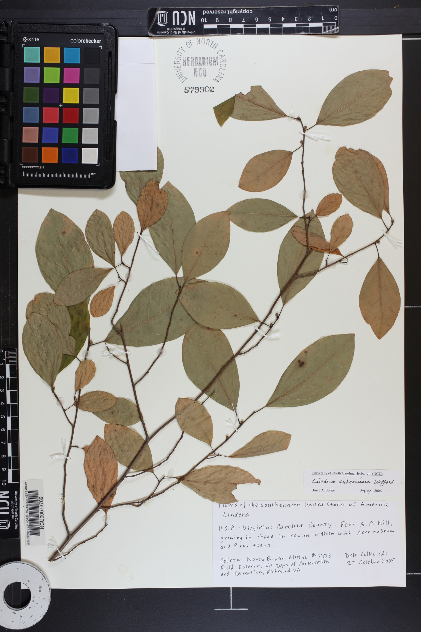 Lindera subcoriacea image