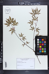 Acer palmatum image