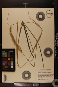 Imperata cylindrica image