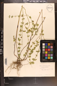 Scutellaria cardiophylla image