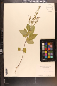 Scutellaria ovata image