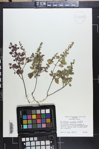 Scutellaria saxatilis image