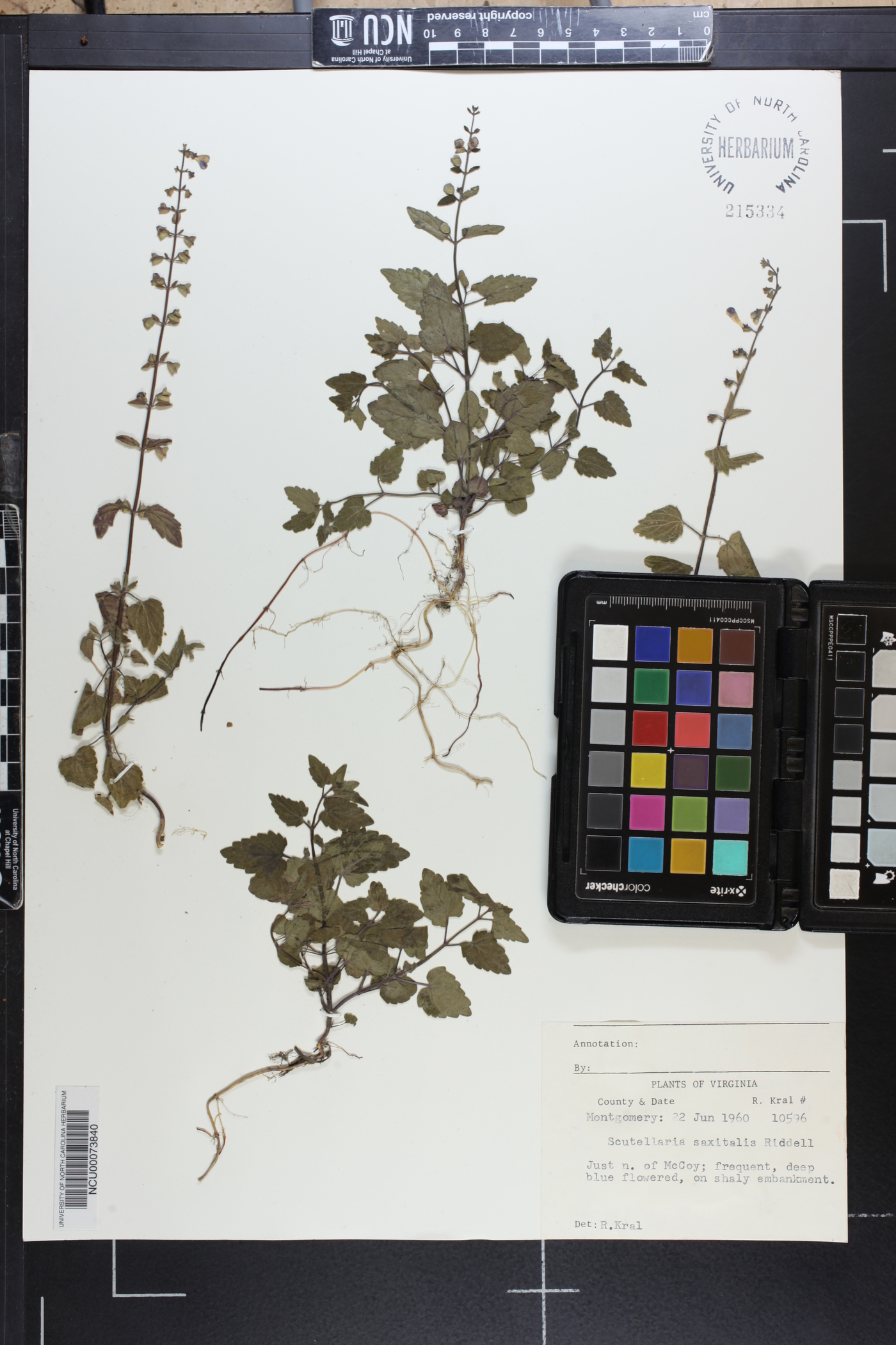 Scutellaria saxatilis image
