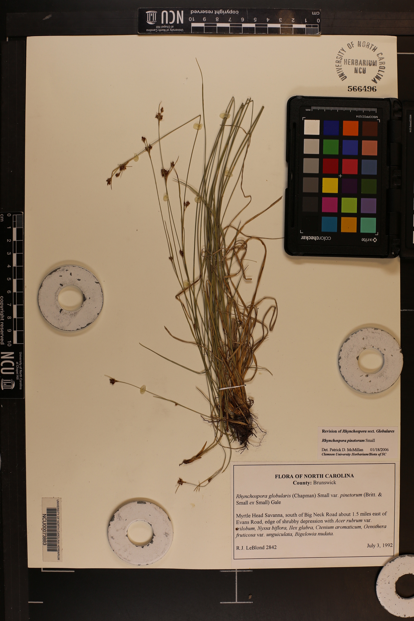 Rhynchospora pinetorum image