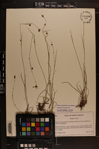 Rhynchospora pinetorum image