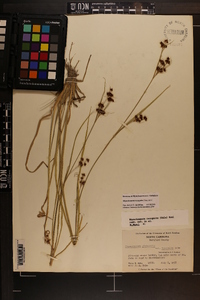 Rhynchospora recognita image