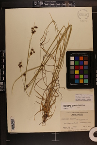 Rhynchospora recognita image