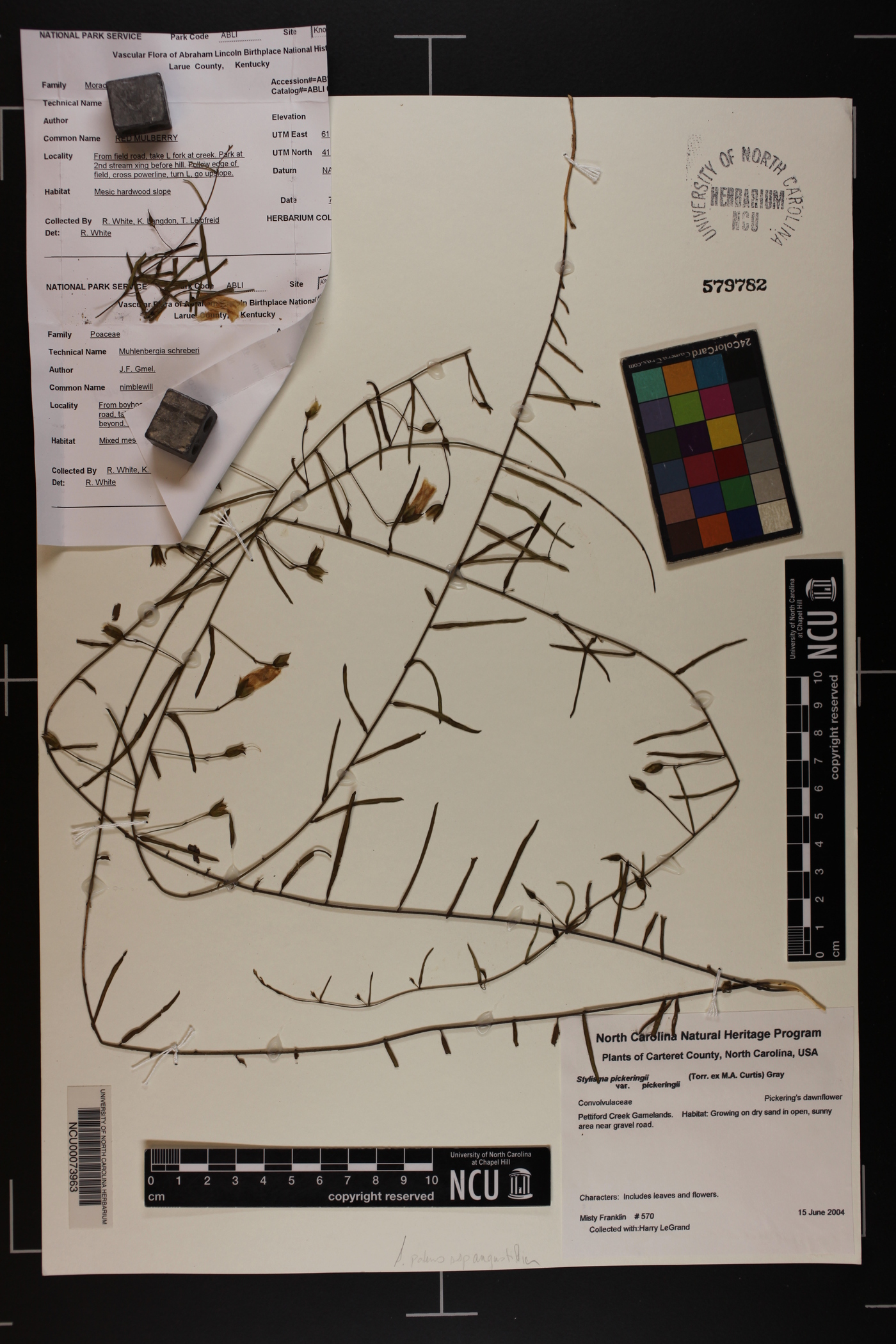 Stylisma pickeringii var. pickeringii image