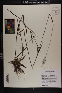 Dichanthelium acuminatum subsp. longiligulatum image