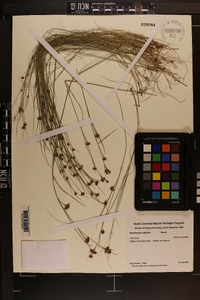 Rhynchospora wrightiana image