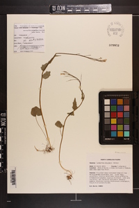 Cardamine douglassii image