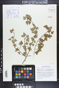 Crataegus spathulata image